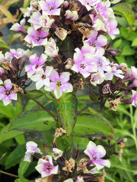 Floks wiechowaty 'Sherbet Blend' -  Phlox paniculata 'Sherbet Blend'