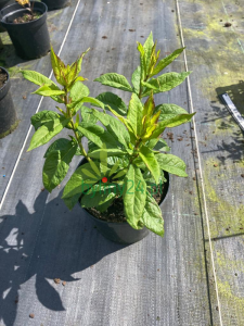 Floks wiechowaty 'Sherbet Blend' -  Phlox paniculata 'Sherbet Blend'