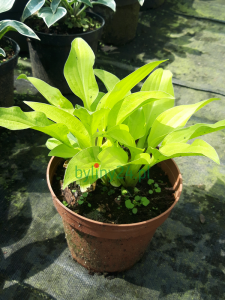 Funkia 'Lemon Lime' - Hosta 'Lemon Lime'