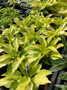 Funkia 'Lemon Lime' - Hosta 'Lemon Lime'