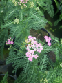 Krwawnik pospolity 'Little Suzie' - Achillea millefolium 'Little Susie'