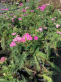 Krwawnik pospolity 'Little Suzie' - Achillea millefolium 'Little Susie'
