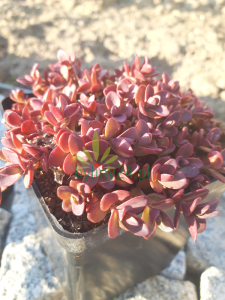 Rozchodnik Sunsparkler 'Firecracker' - Sedum Sunsparkler  'Firecracker'