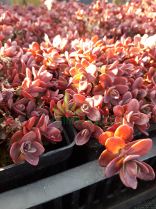Rozchodnik Sunsparkler 'Firecracker' - Sedum Sunsparkler  'Firecracker'