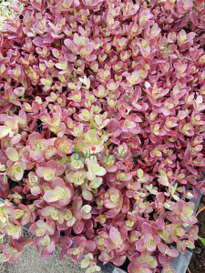 Rozchodnik Sunsparkler 'Firecracker' - Sedum Sunsparkler  'Firecracker'