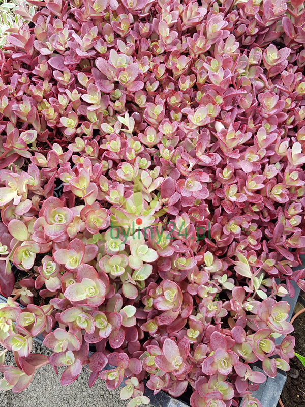 Rozchodnik Sunsparkler 'Firecracker' - Sedum Sunsparkler  'Firecracker'