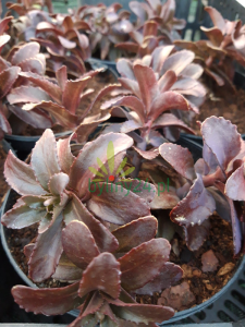 Rozchodnik karpacki 'Dark Magic'  -    Sedum telephium 'Drak Magic