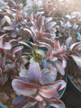 Rozchodnik karpacki 'Dark Magic'  -    Sedum telephium 'Drak Magic
