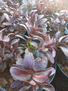 Rozchodnik karpacki 'Dark Magic'  -    Sedum telephium 'Drak Magic
