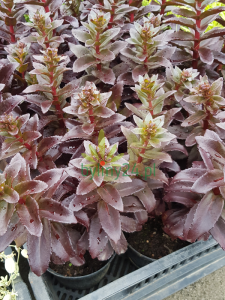 Rozchodnik karpacki 'Dark Magic'  -    Sedum telephium 'Drak Magic