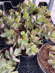 Rozchodnik karpacki  'Mr. Goodbud'  -  Sedum telephium "Mr. Goodbud"