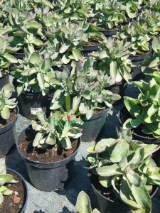 Rozchodnik karpacki  'Mr. Goodbud'  -  Sedum telephium "Mr. Goodbud"