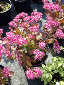 Rozchodnik karpacki  'Mr. Goodbud'  -  Sedum telephium "Mr. Goodbud"