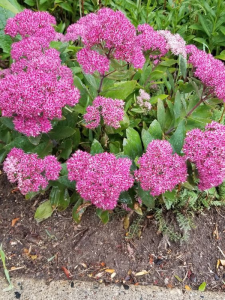 Rozchodnik karpacki  'Mr. Goodbud'  -  Sedum telephium "Mr. Goodbud"