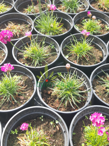 Zawciąg nadmorski 'Morning Star Rose' -  Armeria maritima 'Morning Star Rose'