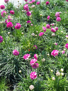 Zawciąg nadmorski 'Morning Star Rose' -  Armeria maritima 'Morning Star Rose'