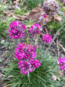 Zawciąg nadmorski 'Morning Star Rose' -  Armeria maritima 'Morning Star Rose'