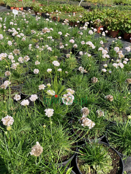 Zawciąg nadmorski 'Morning Star White' - Armeria maritima  'Morning Star White'