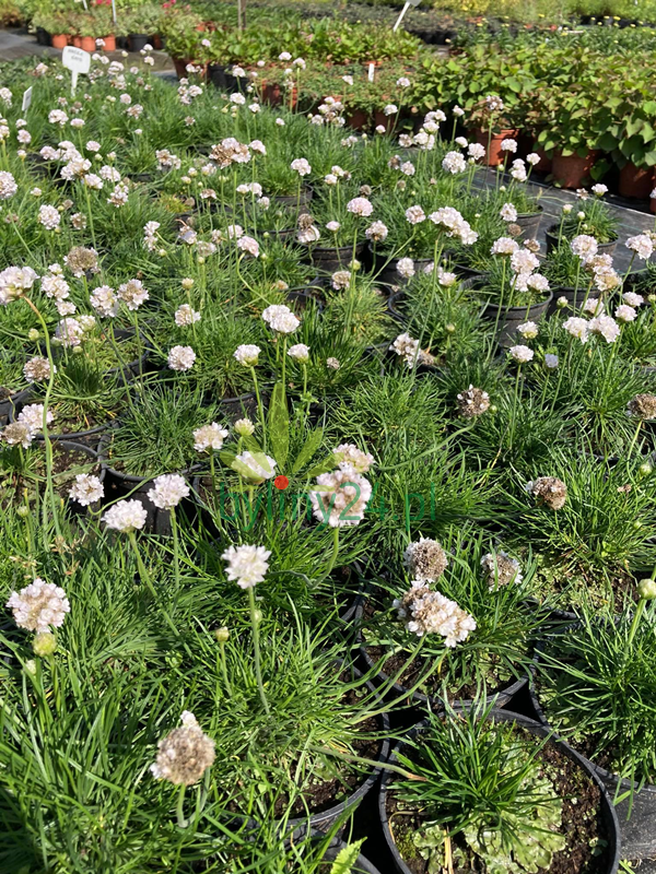  Zawciąg nadmorski 'Morning Star White' - Armeria maritima  'Morning Star White' 