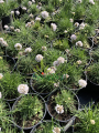 Zawciąg nadmorski 'Morning Star White' - Armeria maritima  'Morning Star White'