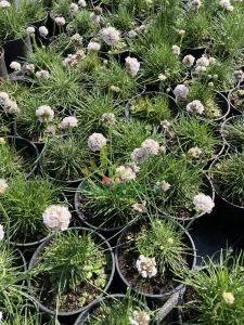 Zawciąg nadmorski 'Morning Star White' - Armeria maritima  'Morning Star White'