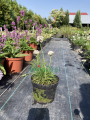 Zawciąg nadmorski 'Morning Star White' - Armeria maritima  'Morning Star White'