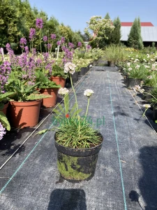 Zawciąg nadmorski 'Morning Star White' - Armeria maritima  'Morning Star White'