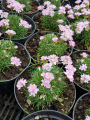 Zawciąg jałowcolistny -  Armeria juniperifolia