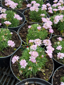   Zawciąg jałowcolistny -  Armeria juniperifolia
