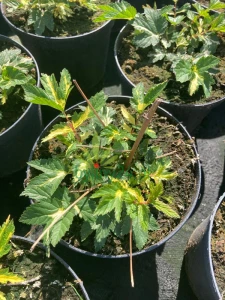 WhatsApp Image 2021-08-26 at 13.23.53 (13).png