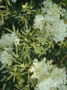  Wiązówka błotna 'Variegata' - Filipendula ulmaria 'Variegata