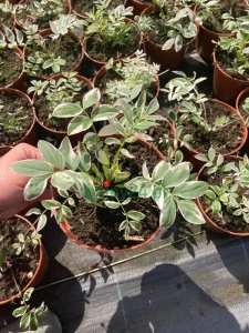 Wielosił rozesłany 'Touch of Class'  - Polemonium reptans 'Touch of Class'