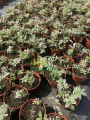 Wielosił rozesłany 'Touch of Class'  - Polemonium reptans 'Touch of Class'