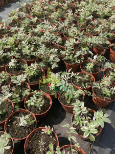 Wielosił rozesłany 'Touch of Class'  - Polemonium reptans 'Touch of Class'