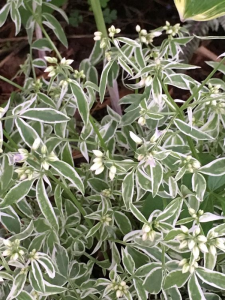 Wielosił rozesłany 'Touch of Class'  - Polemonium reptans 'Touch of Class'