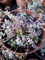 Wielosił rozesłany 'Stairway to Heaven' - Polemonium reptans 'Stairway to Heaven'