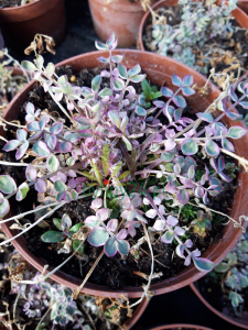 Wielosił rozesłany 'Stairway to Heaven' - Polemonium reptans 'Stairway to Heaven'