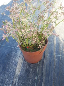 Wielosił rozesłany 'Stairway to Heaven' - Polemonium reptans 'Stairway to Heaven'
