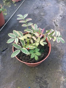 Wielosił rozesłany 'Stairway to Heaven' - Polemonium reptans 'Stairway to Heaven'