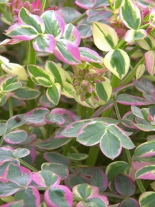 Wielosił rozesłany 'Stairway to Heaven' - Polemonium reptans 'Stairway to Heaven'