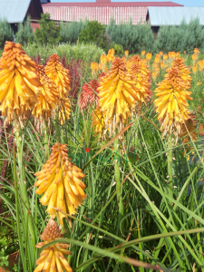 Trytoma groniasta 'Poco Orange' - Kniphofia uvaria  'Poco Orange' -