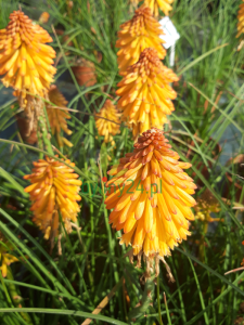 Trytoma groniasta 'Poco Orange' - Kniphofia uvaria  'Poco Orange' -
