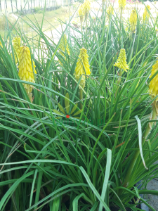 Trytoma groniasta 'Poco Yellow' - Kniphofia uvaria 'Poco Yellow'