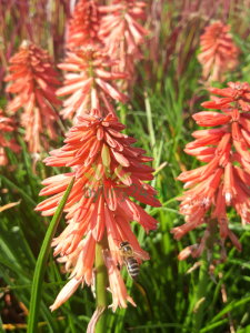 Trytoma groniasta 'Poco Red' - Kniphofia uvaria  'Poco Red'