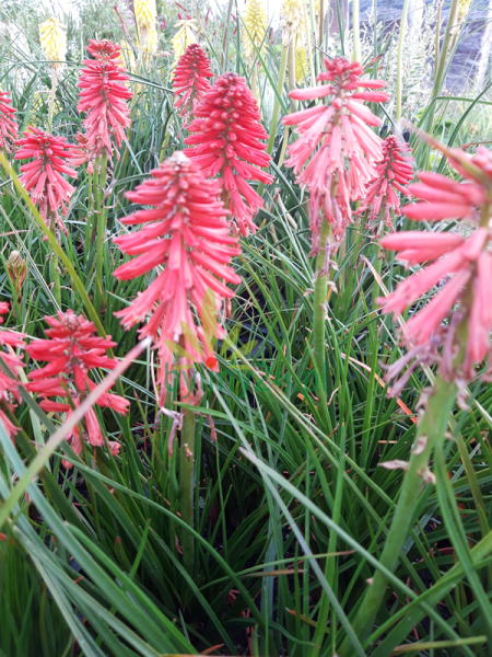 Trytoma groniasta 'Poco Red' - Kniphofia uvaria  'Poco Red'