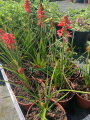 Trytoma groniasta 'Poco Red' - Kniphofia uvaria  'Poco Red'