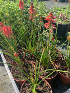 Trytoma groniasta 'Poco Red' - Kniphofia uvaria  'Poco Red'