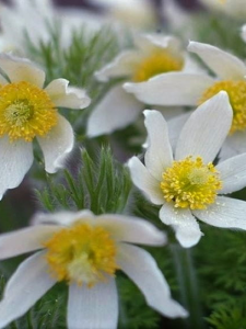  Sasanka zwyczajna 'White Bells' - Pulsatilla vulgaris  'White Bells'