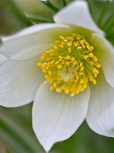 Sasanka white1885.png