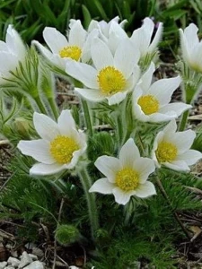 Sasanka white1886.png